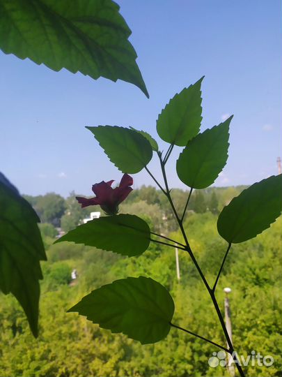 Гибискус, красные розы