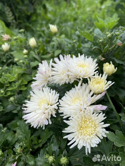 Хризантема