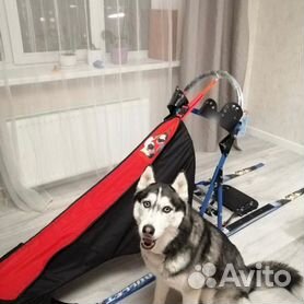 Катание на собачьих упряжках | Хаски-центр Аквилон в Челябинске