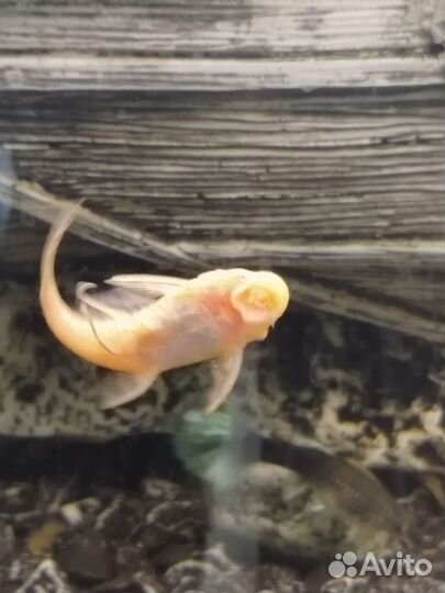 Аквариумные рыбы