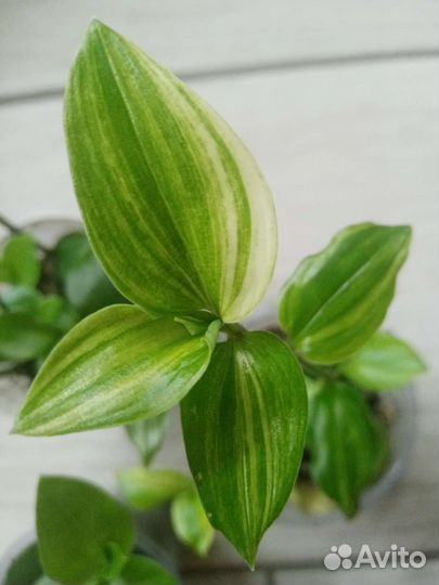 Традесканции