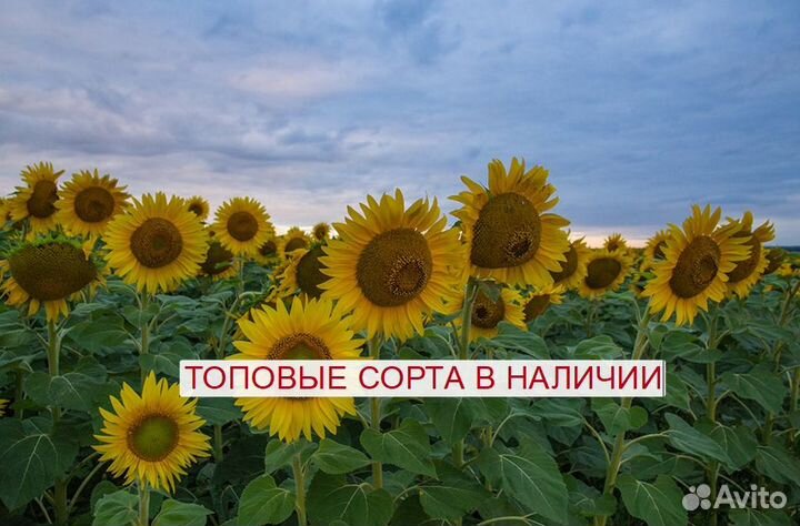 Семена гибриды подсолнечника гибрид Анюта ор клп