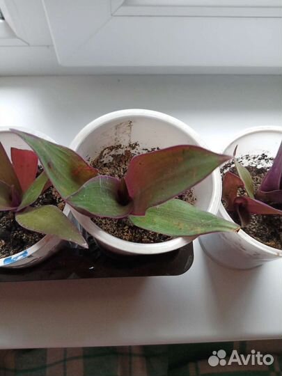 Традесканция рео