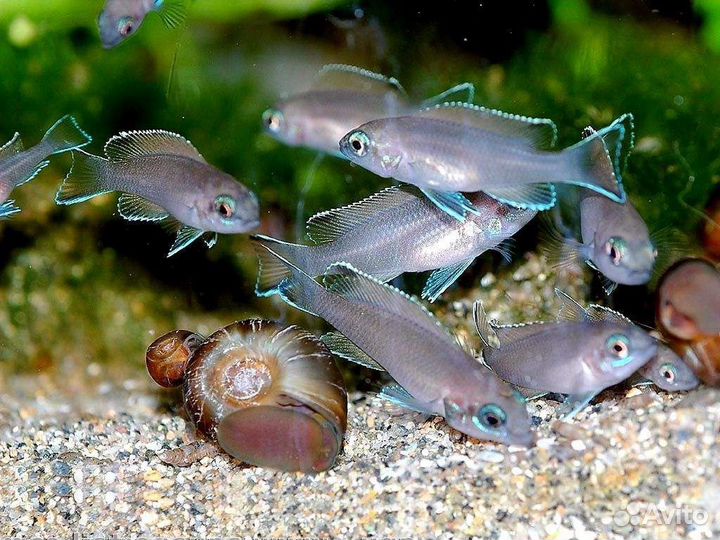 Принцесса бурунди