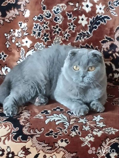 Шотландская вислоухая кошка бесплатно