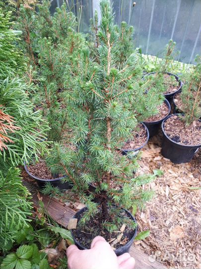 Ель канадская Коника Бисенталер Фрюлинг Дейзи Вайт