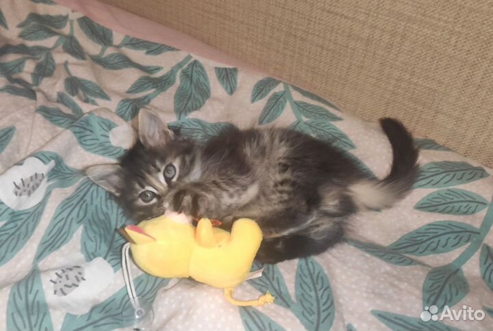 Чудесный котенок. Кошечка