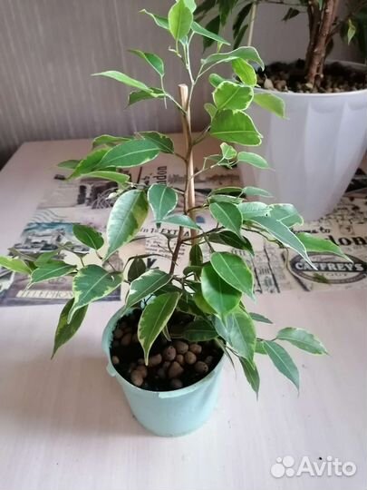 Фикус бенджамина пестролистный