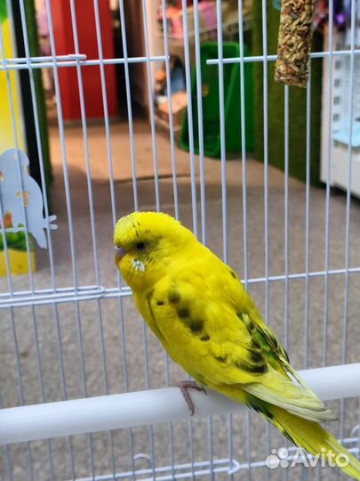 Попугаи волнистые