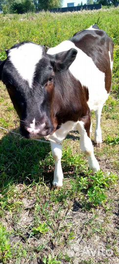 Корова дойная с теленком