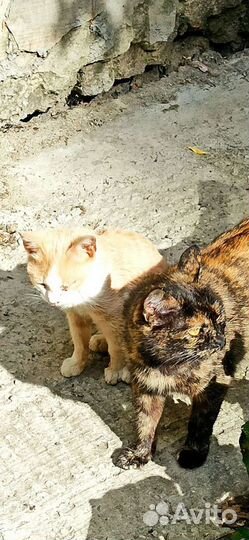 Котята и кошки