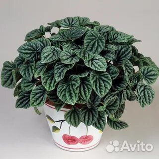 Пеперомия Лилиан