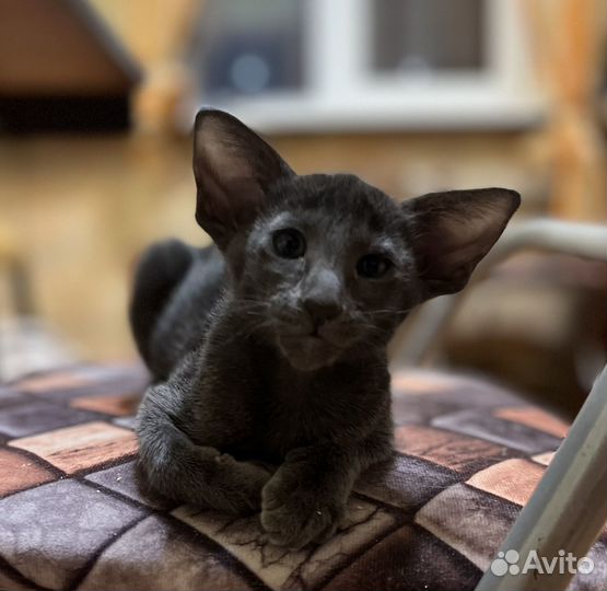 Ориентальные котята