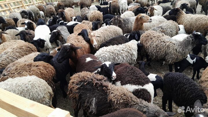 Бараны Дорперы Овцы ягнята