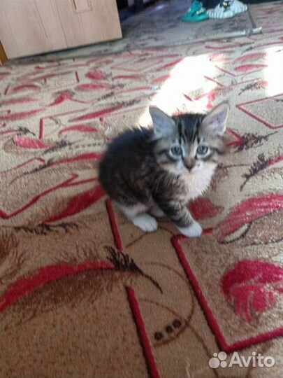 Котята отдам бесплатно
