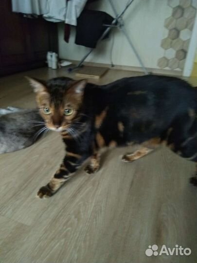 Бенгальский кот