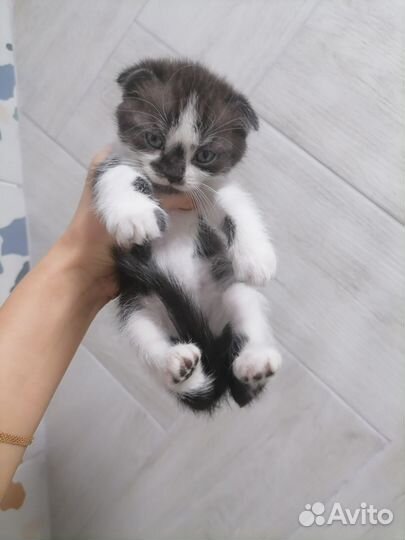 Котята британцы