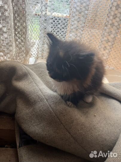 Отдам в добрые руки котенка