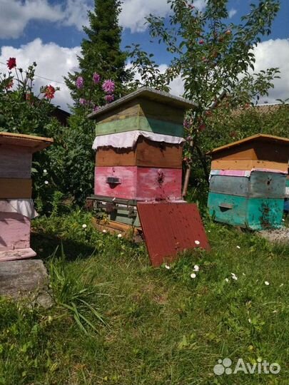 Продам пчёл