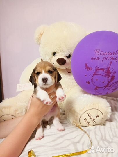 Щенки бигль