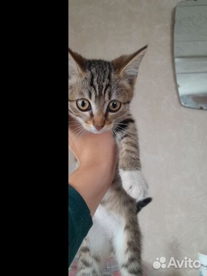 Котенок в дар бесплатно