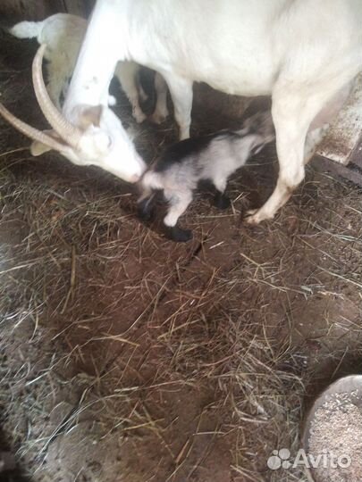 Козел нубийский козы