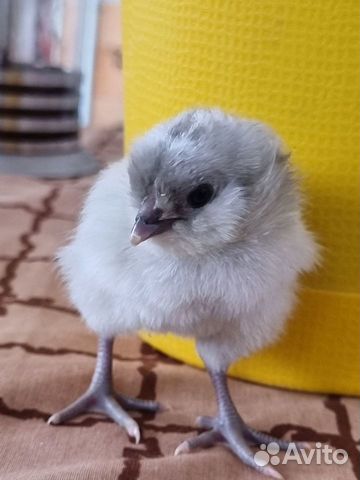 Амераукана голубая/лаванда, инкубационное яйцо объявление продам