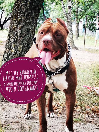 Собака питбуль