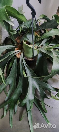 Платицериум 21/50 см