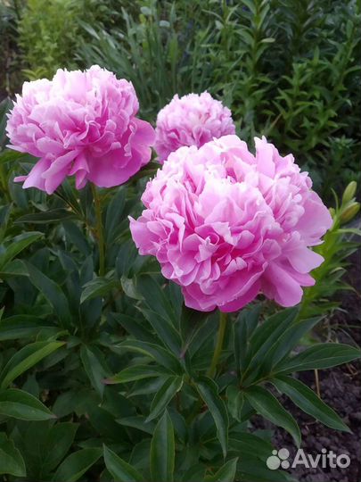 Пионы, хризантемы и другие многолетники