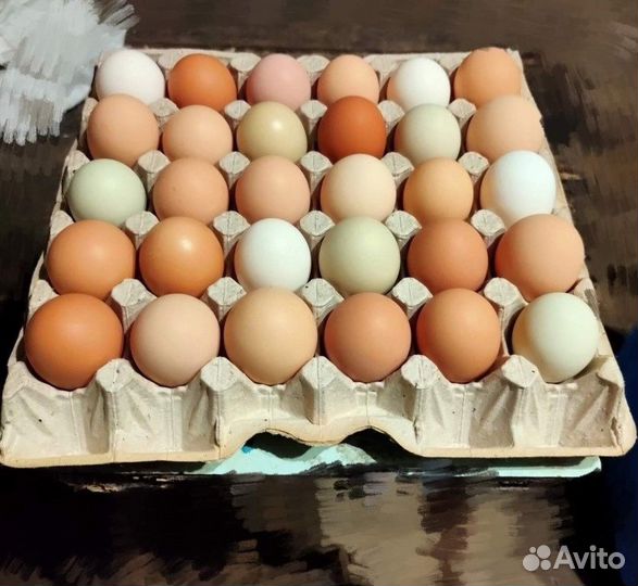 Домашнее куриное яйцо