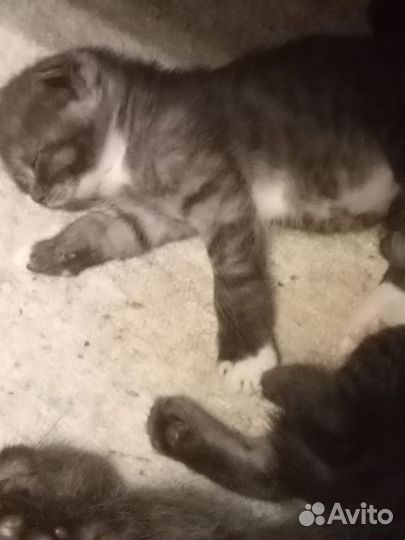 Отдам в добрые руки