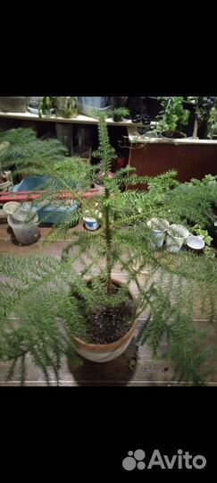 Комнатные экзотические растения