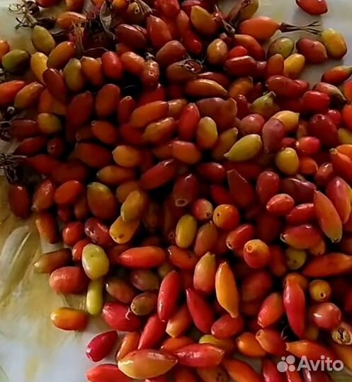 Саженцы шиповника