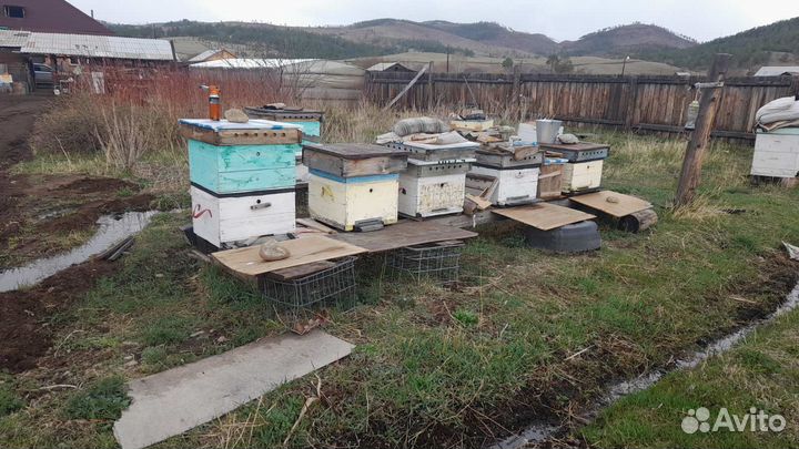 Продаю пчелосемьи