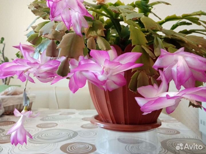 Декабрист