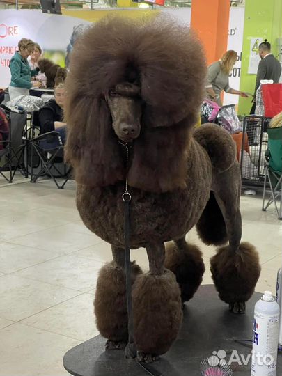 Щенки большого пуделя