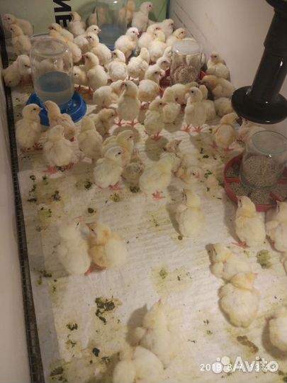 Цыплята