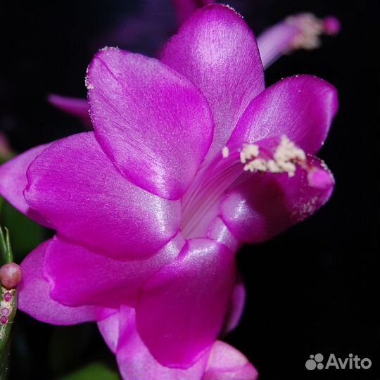 Декабрист сортовой