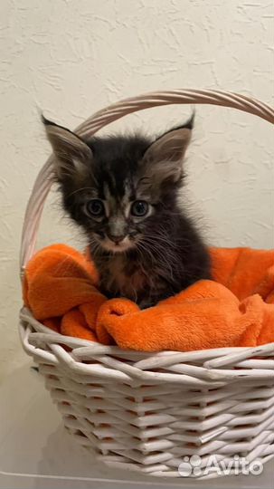 Котята мейн-кун