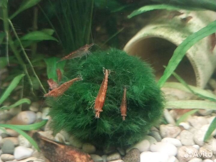 Хелены.Креветки.Золотые рыбки