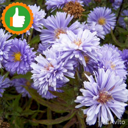 Саженцы Астра Азов