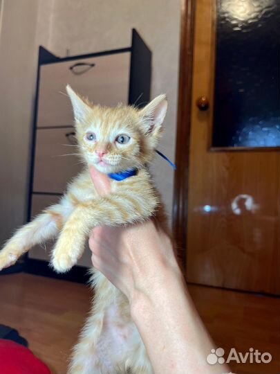 Рыжий котёнок