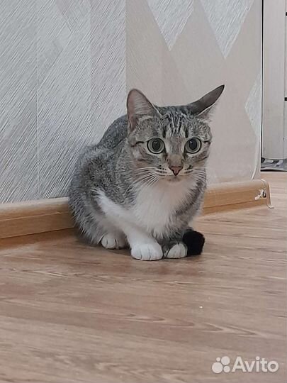 Отдам кошечку в добрые руки