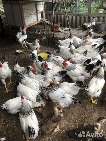 Петухи Адлерская серебристая