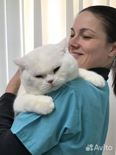 Британские котята от супер кота