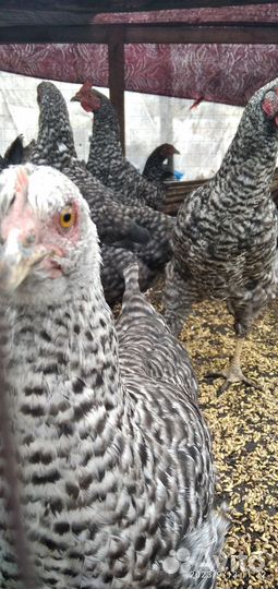 Молодки и петушки доминанты