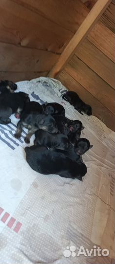 Продам щенков немецкой овчарки