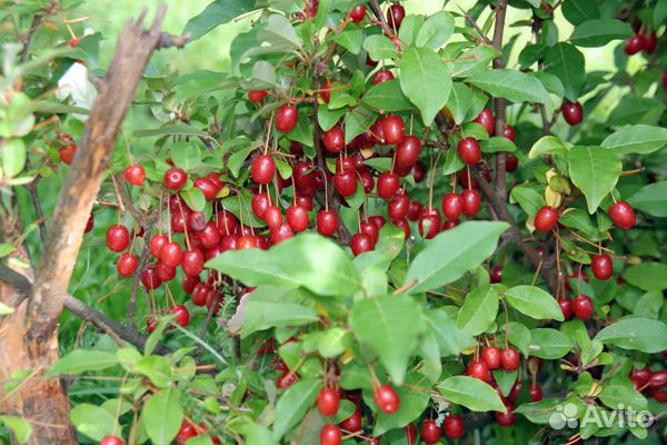 Саженцы Гуми (лох многоцветковый)