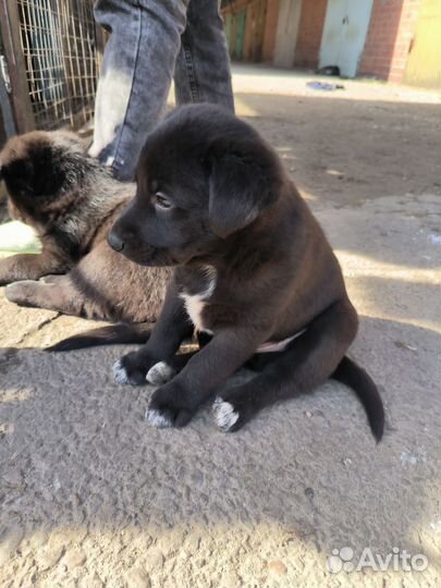 Собака в добрые руки щенок